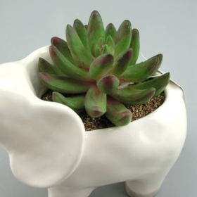 słoń sadzarka wazon biała ceramika garnek dla zwierząt